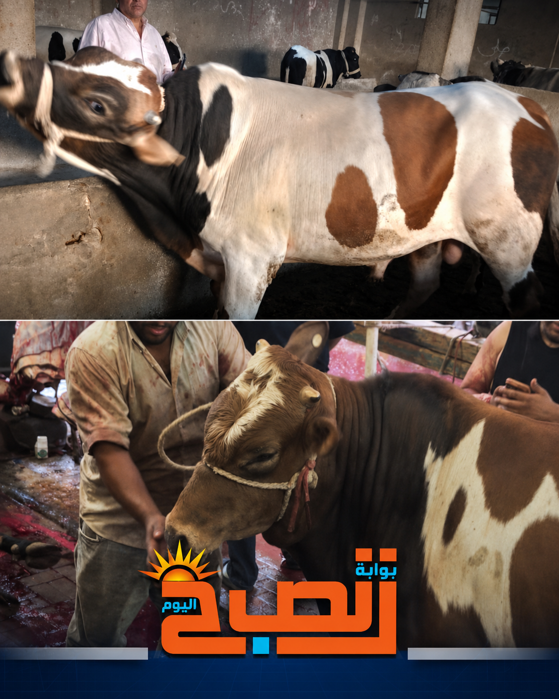 حكايات الأضاحي لا تنتهي.. اتهام جزار باستبدال العجل و«عجول هاربة» تشعل سوشيال ميديا العيد